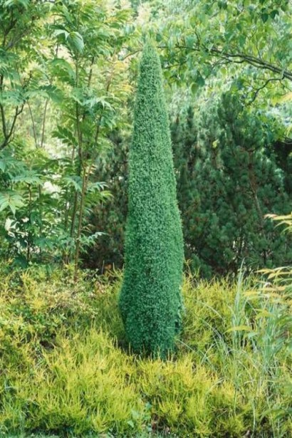 Можжевельник обыкновенный Сентинел в ландшафте